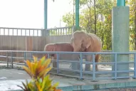Nació en Asia un inusual elefante blanco: 80 kilos y ojos color perla
