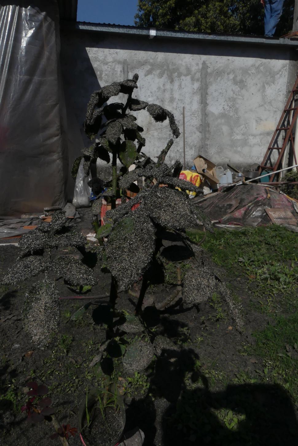 IMPRESIONANTE. Una planta fue cubierta por ceniza y hollín. 