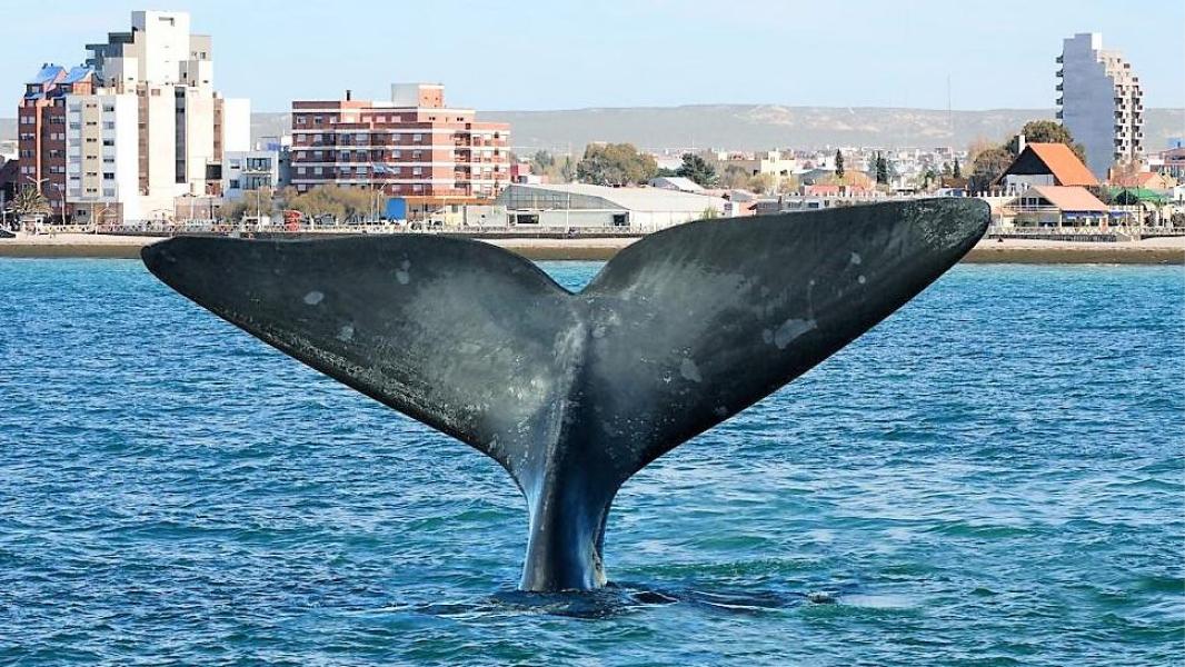 Puerto Madryn