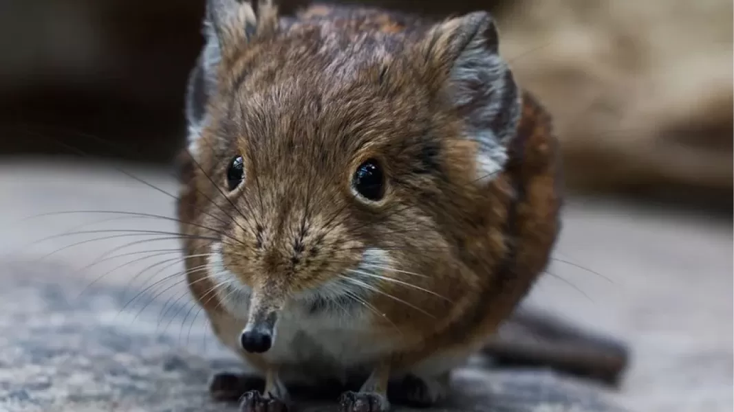 La musaraña, el animal que transmitió el nuevo virus que infecta a humanos en China (Gettyimages)