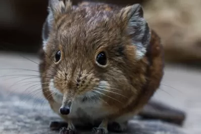 Nuevo virus descubierto en China: cómo se transmite y cuáles son los síntomas