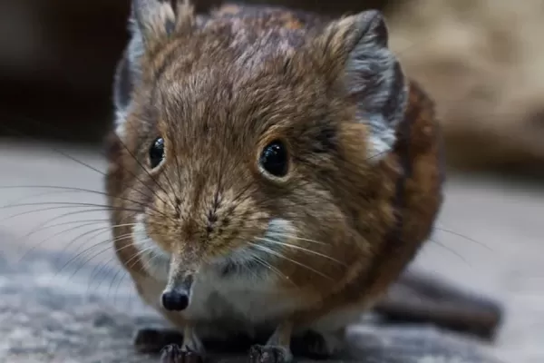 Nuevo virus descubierto en China: cómo se transmite y cuáles son los síntomas