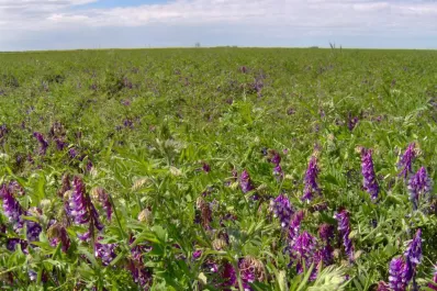 Difunden datos sobre cultivos de servicios