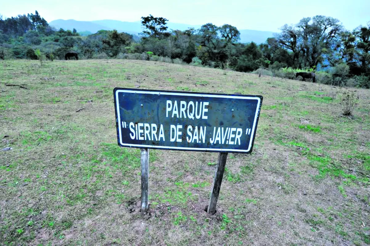 Una pequeña luz en el camino