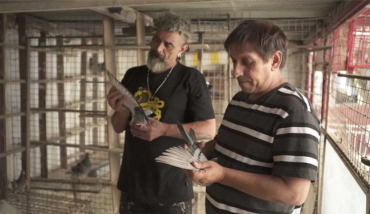 Un documental sobre el fascinante mundo de las palomas mensajeras se proyectará en el espacio Incaa