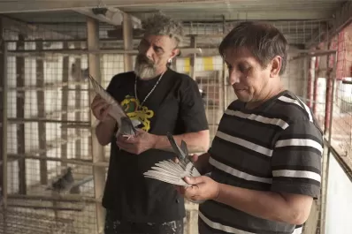 Un documental sobre el fascinante mundo de las palomas mensajeras se proyectará en el espacio Incaa