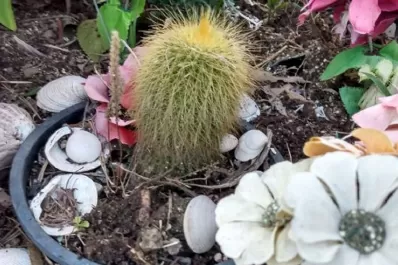Cactus, la planta todoterreno para gente con poco tiempo