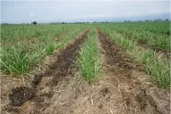 Precisiones sobre la disposición de la vinaza en los suelos cañeros de la provincia