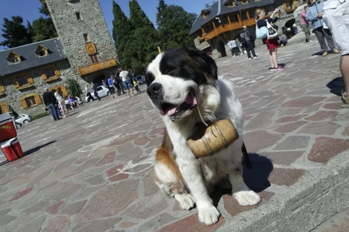 En Bariloche es común sacarse fotos con perros San Bernardo