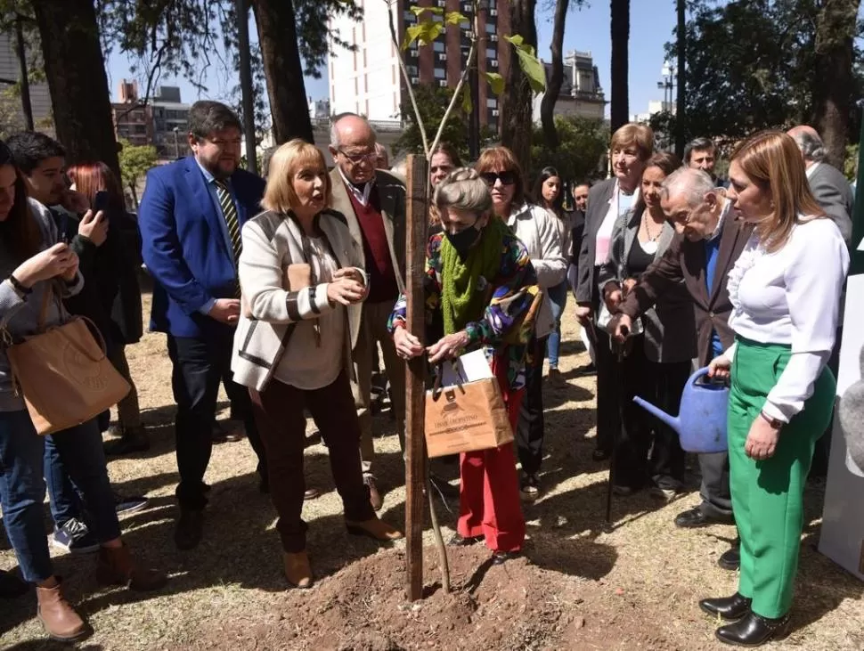 LAPACHO ROSADO. Se plantó un ejemplar en la plaza Independencia. la gaceta / foto de inés quinteros orio