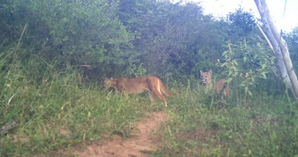 Dos individuos de puma fotografiados por cámaras para registrar fauna en la zona de nueva Esperanza, Santiago del Estero. Fuente / Sofía Nanni.