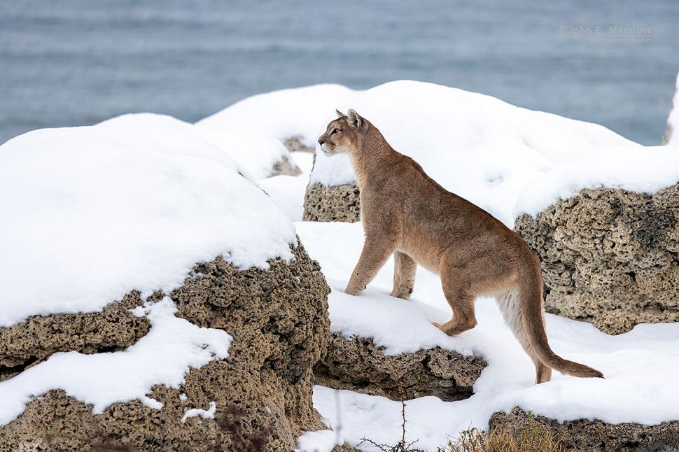 ¿Qué hacer si te encontrás con un puma?