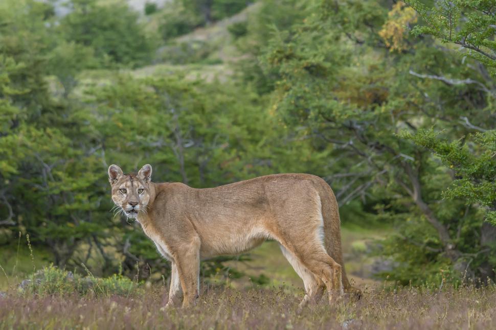 ¿Qué hacer si te encontrás con un puma?