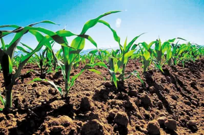 Se prevé que crezca la siembra de maíz tardío debido a varios factores