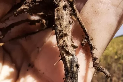 En detalle, las enfermedades que afectaron al poroto este año