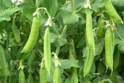 Las lluvias tuvieron un gran impacto en los rindes del poroto