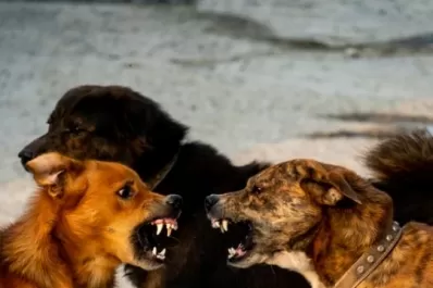 Dermis, epidermis y otros tejidos de la violencia