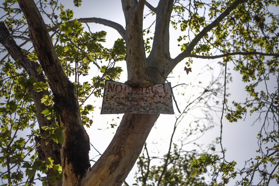 PARQUE GUILLERMINA. Un árbol dañado por la falta de conciencia.   
