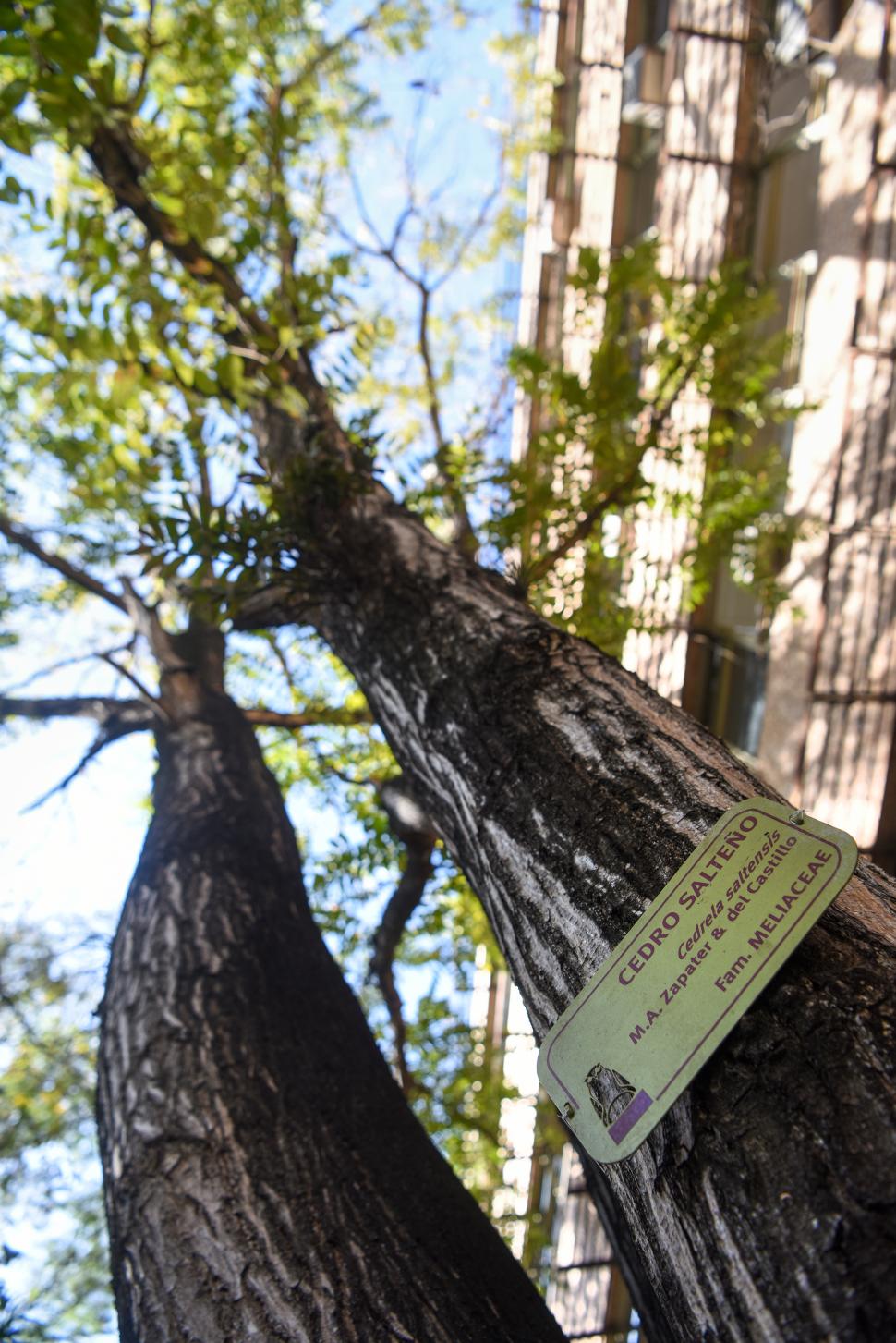 IDENTIFICACIÓN. La placa permite saber de qué ejemplar se trata. Es una especie de la región.  