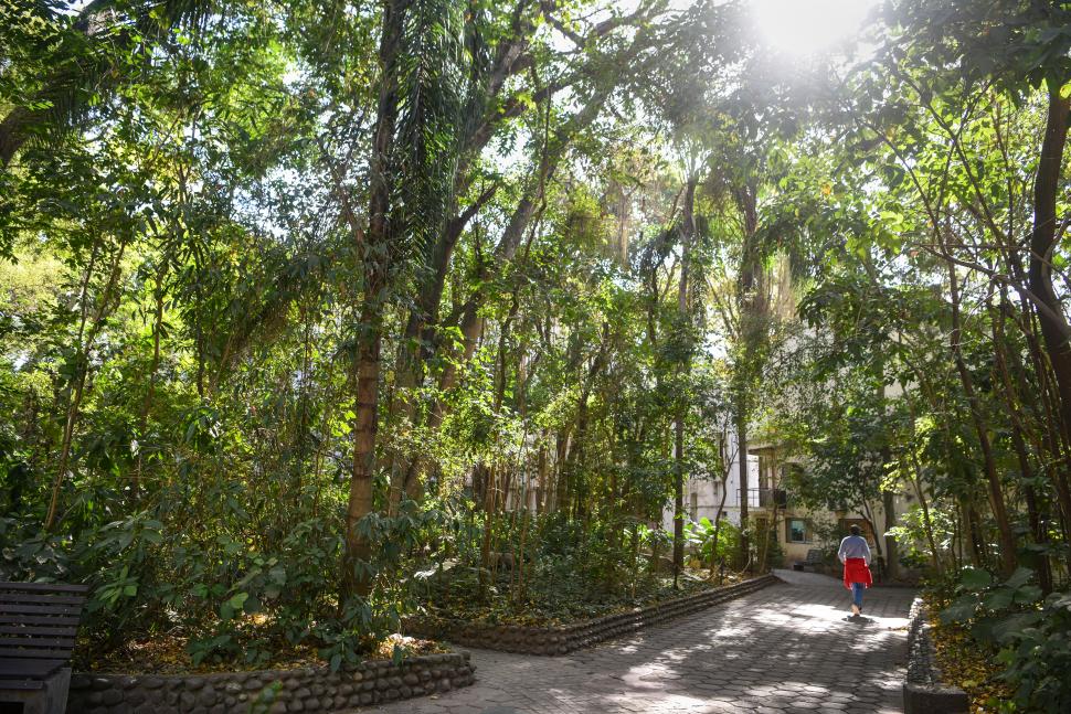 BENEFICIOS. Los jardines y cualquier espacio verde son pulmones que nos regalan oxígeno para respirar.  