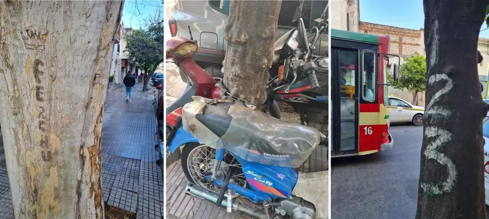 VANDALISMO. Esta es la parte desagradable, cuando se usan los árboles para atar motos o para escribir sobre su corteza.  