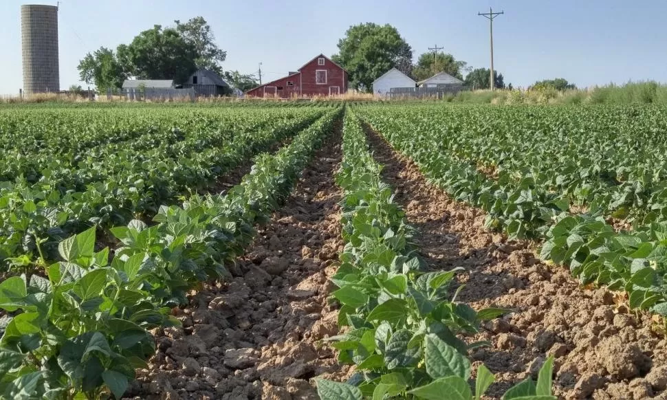 ROL CLAVE. El poroto es un cultivo importante: está aportando diversidad al sistema productivo regional y es una alternativa para las rotaciones en verano.  