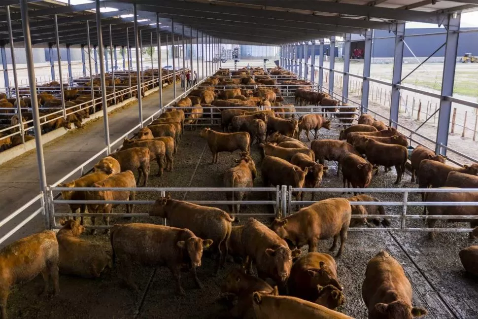 SISTEMA. Ammoneva-beda propone soluciones para la depuración de líquidos derivados de la digestión anaerobia en los tratamientos de residuos orgánicos agroindustriales y de deyecciones ganaderas, mediante el uso de energía renovable. 