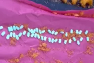 Familiares de detenidos intentaron ingresar pastillas dentro de chizitos