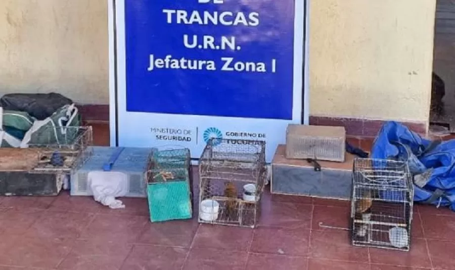 Liberaron 15 aves en cautiverio
