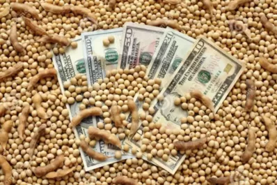 Dólar soja: siguen en alza las ventas y ya superan los 2,13 millones de toneladas