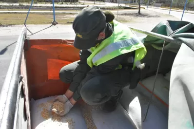 Frontera Norte: decomisan 90 toneladas de maíz, soja partida y semillas sin documentación