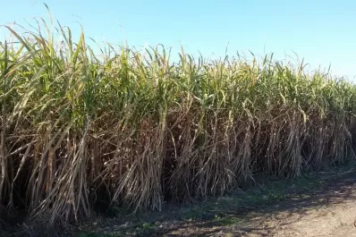Muy buena evolución de maduración de la caña