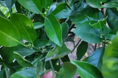 El Senasa prorrogó por cuatro años el plan de control de HLB