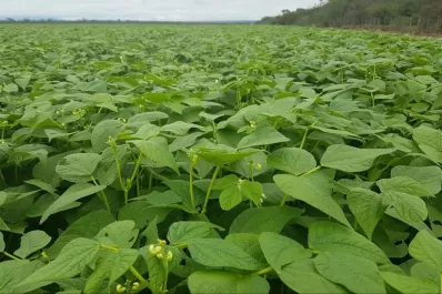 Se analizaron con ensayos los efectos del comportamiento de las plagas