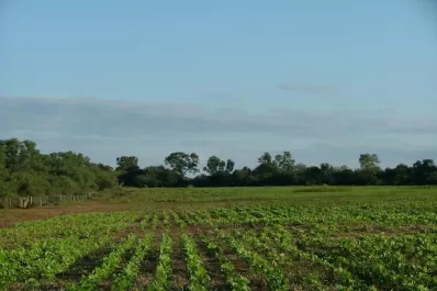 Las legumbres y su contribución al sistema granario del NOA