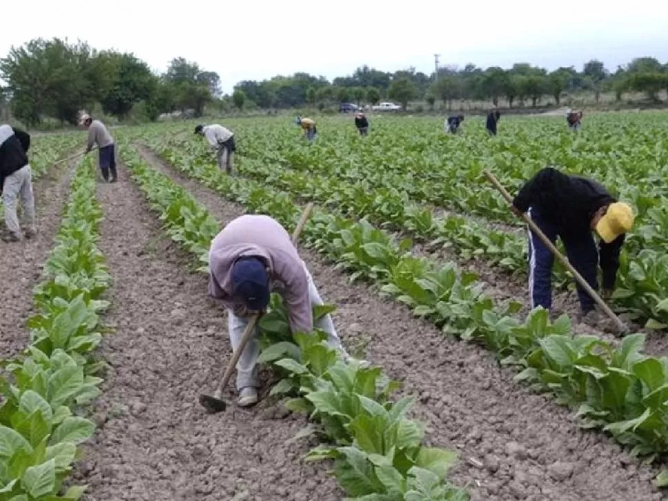 Plantaciones de tabaco en el NOA y el NEA. 