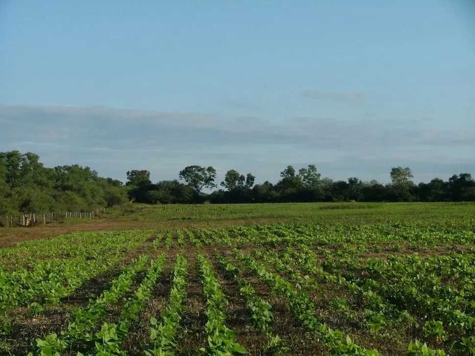 ÁREA. En Tucumán y alrededores se relevaron unas 25.000 ha de porotos. 