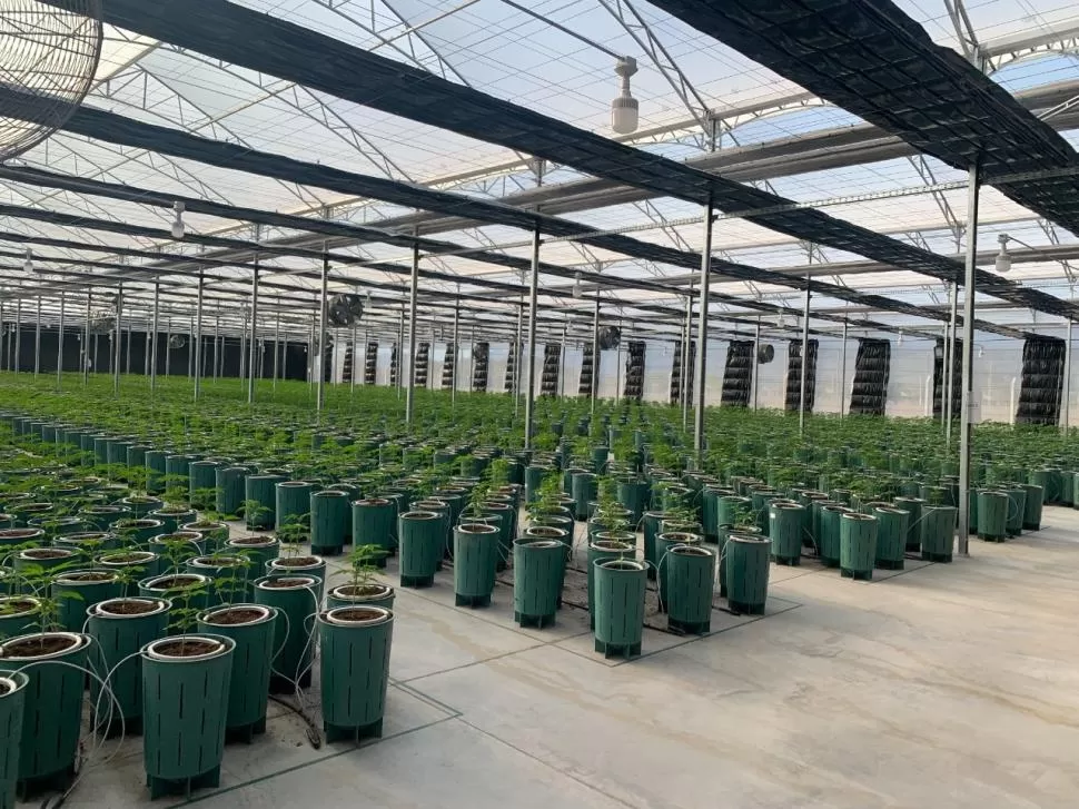 CANNABIS. En la planta Cannava se producen derivados medicinales. Usan un sistema de iluminación provisto por Luminotecnia de la Facet. Fotos gentileza de SCAIT - UNT