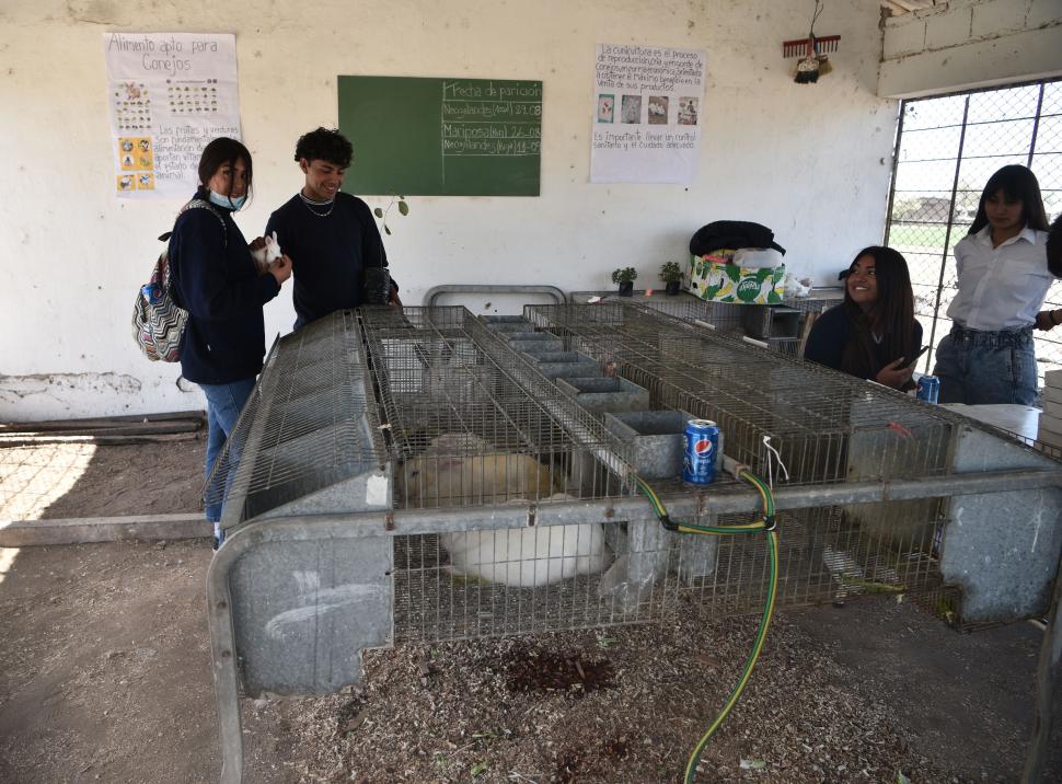 CUNICULTURA. Alumnos observan los conejos que ellos mismos crían. 