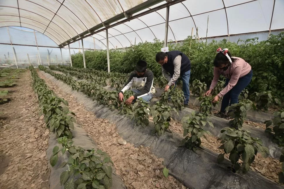 MANOS A LA OBRA. Alumnos y profesores plantaron árboles autóctonos para poder reforestar, preocupados por la tala indiscriminada en la zona.