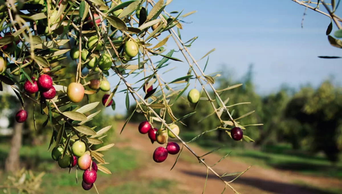 EN LA RIOJA. La empresa no contaba con los registros necesarios para elaborar el producto.