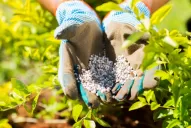 Datos sobre la eficiencia de la fertilización nitrogenada