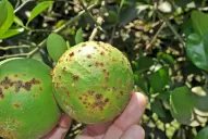 La Eeaoc dio un detallado informe sobre las enfermedades cítricas de esta campaña