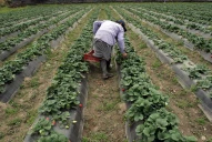 Presentan tres nuevas variedades de frutillas