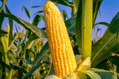 La Eeaoc dictará en la Expo su Taller de Maíz