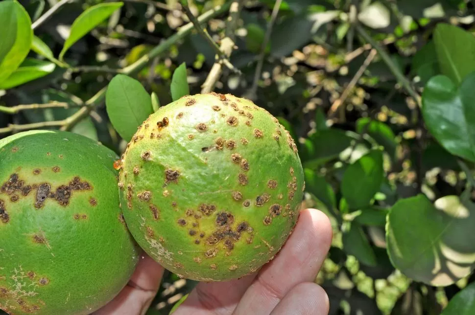 DATO. La escasa lluvia habría favorecido la baja incidencia de la cancrosis.  