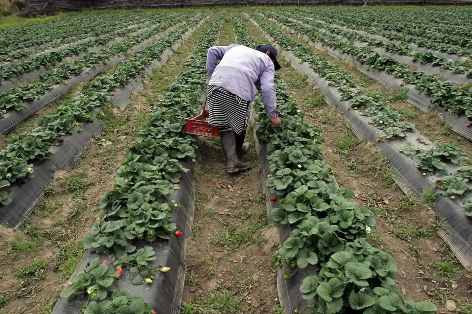 BUEN PRESENTE. La producción de frutillas de Tucumán pasó de 450 hectáreas a 530 hectáreas; además, la provincia cuenta con una buena capacidad industrial, que sirve para abastecer el mercado local y el de exportación. 