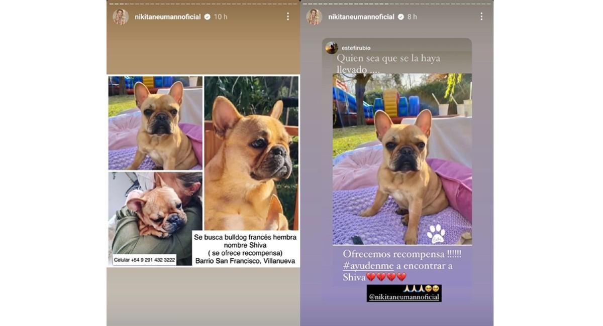 Nicole Neumann denunció que le robaron una de sus perritas