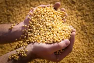 Dólar soja II: “Beneficia al que menos necesita, cuestionaron en Apronor