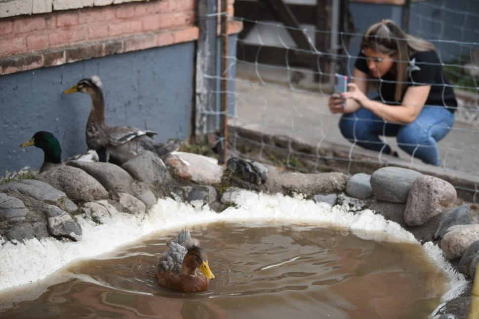 Los animales laman la atención de grandes y chicos